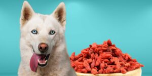 Can Dogs Eat goji berries?