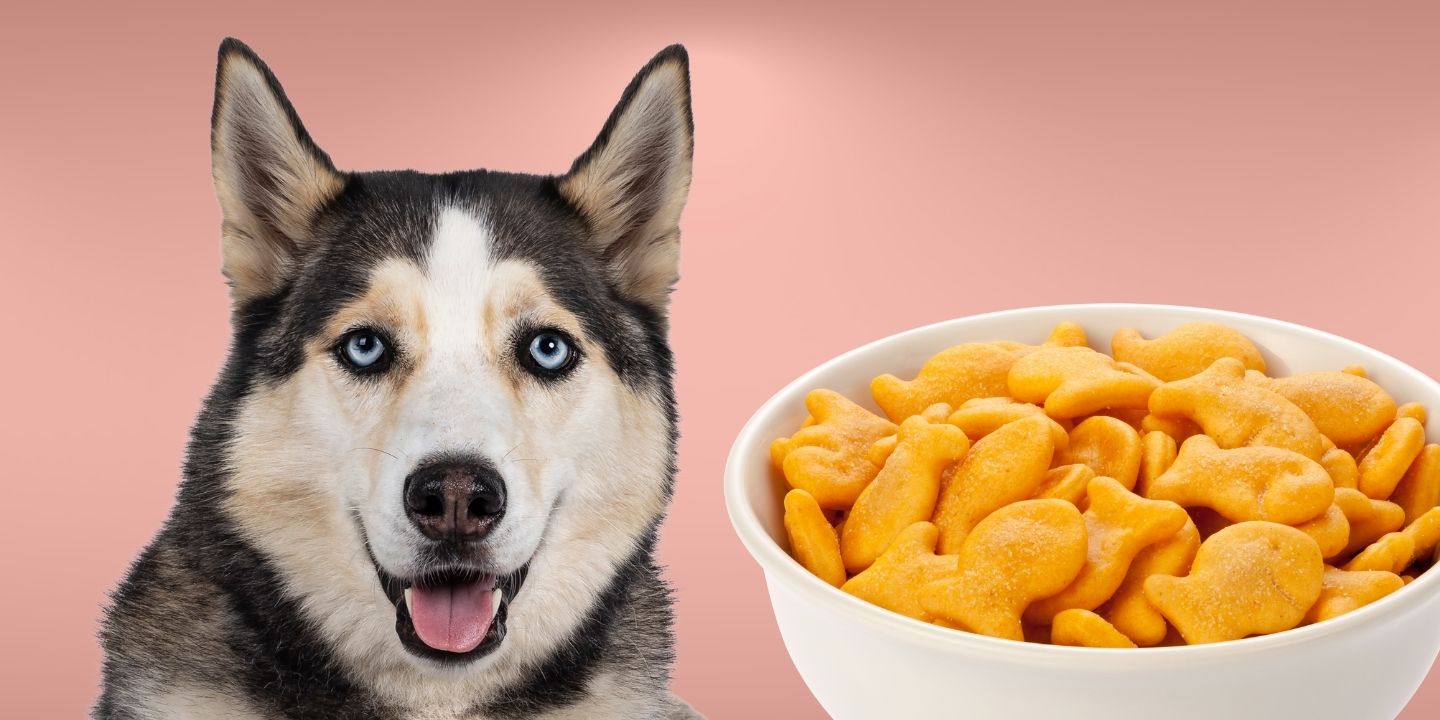 Can Dogs Eat Cheese Puffs