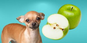 Can Dogs Eat granny smith apples?