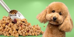 Can Dogs Eat granola?