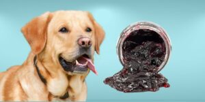 Can Dogs Eat grape jelly?