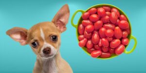 Can Dogs Eat grape tomatoes?