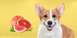 Can Dogs Eat grapefruit?