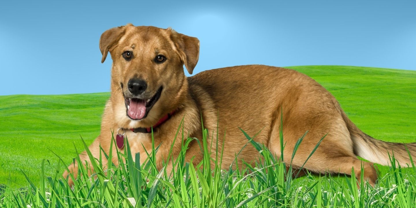 Curated visual reference: Gallery Detail: Can Dogs Eat Grass A Comprehensive Guide