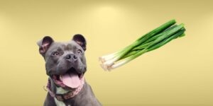 Can Dogs Eat green onions?