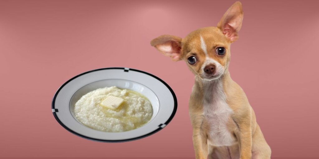 Can Dogs Eat grits?