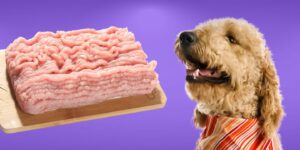 Can Dogs Eat ground turkey?