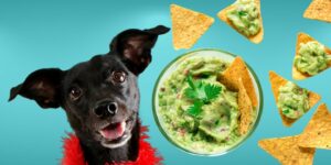 Can Dogs Eat guacamole?