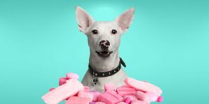 Can Dogs Eat gum?