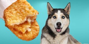 Can Dogs Eat hash browns?