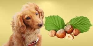 Can Dogs Eat hazelnuts?