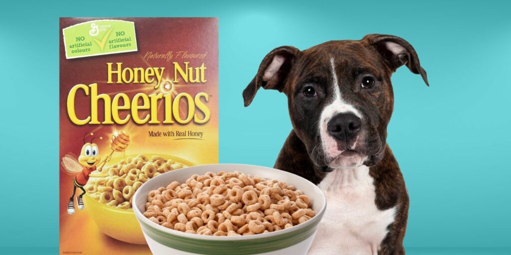 Can Dogs Eat honey nut cheerios?