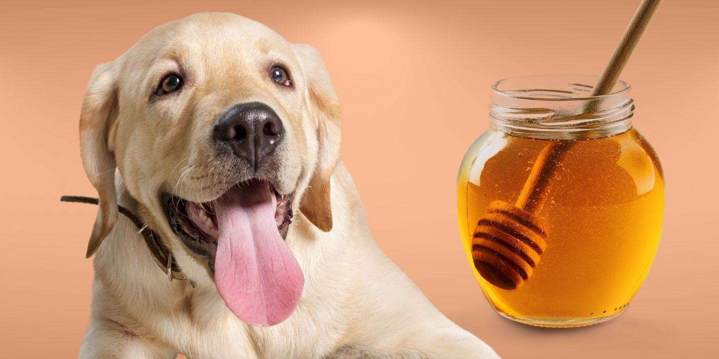 Can Dogs Eat Honey? A Comprehensive Guide