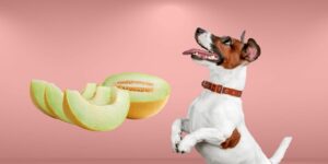 Can Dogs Eat honeydew melon?