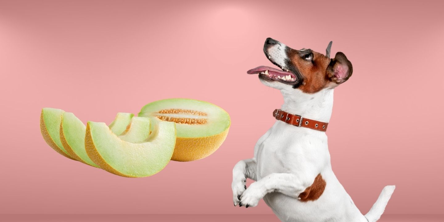 Can Dogs Eat Honeydew Melon? A Comprehensive Guide