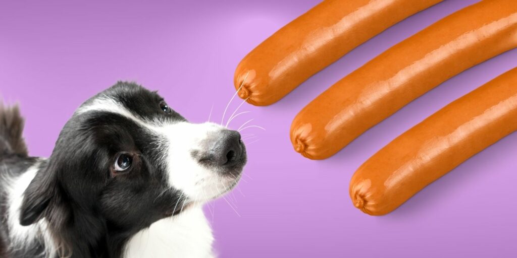 Can Dogs Eat hot dogs?