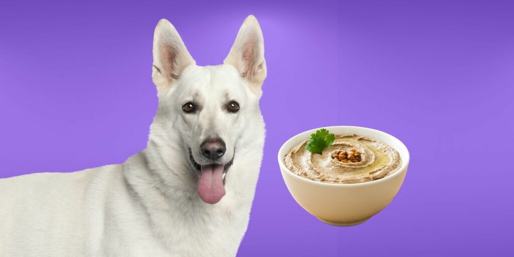 Can Dogs Eat hummus?