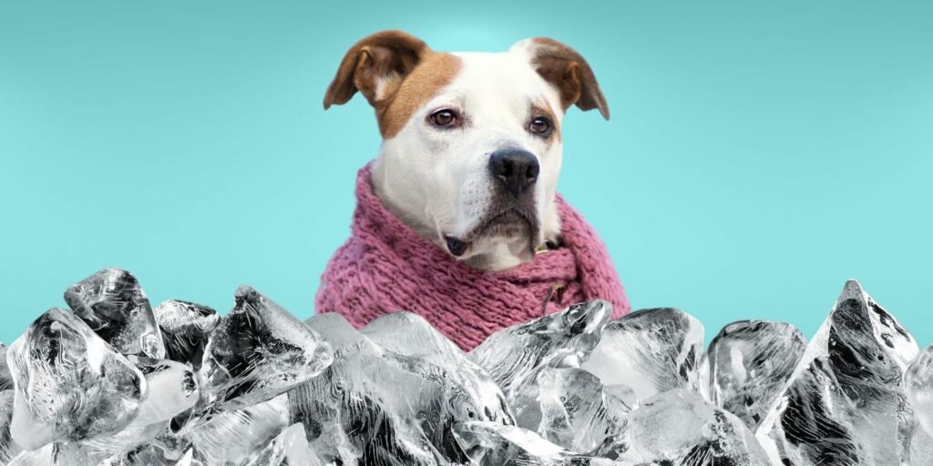 Can Dogs Eat ice?