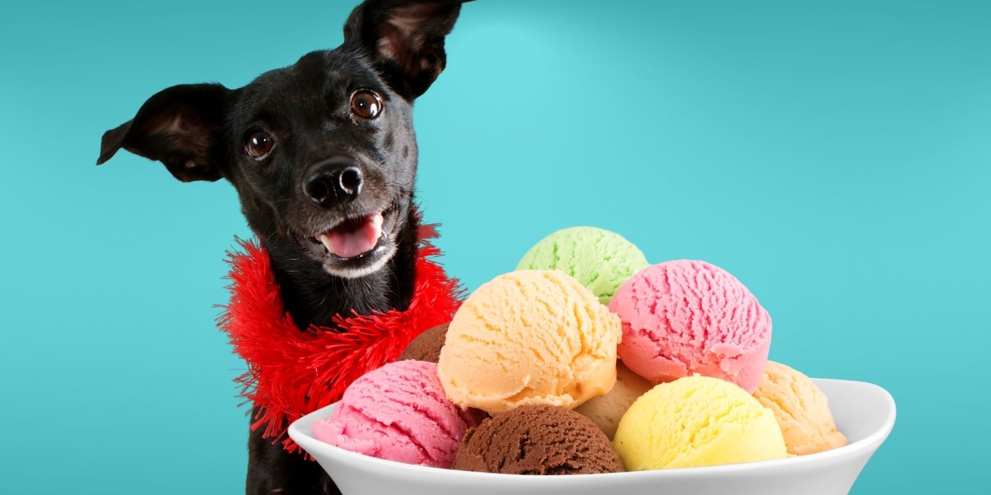 Can Dogs Eat Ice Cream? The Risks And Dangers