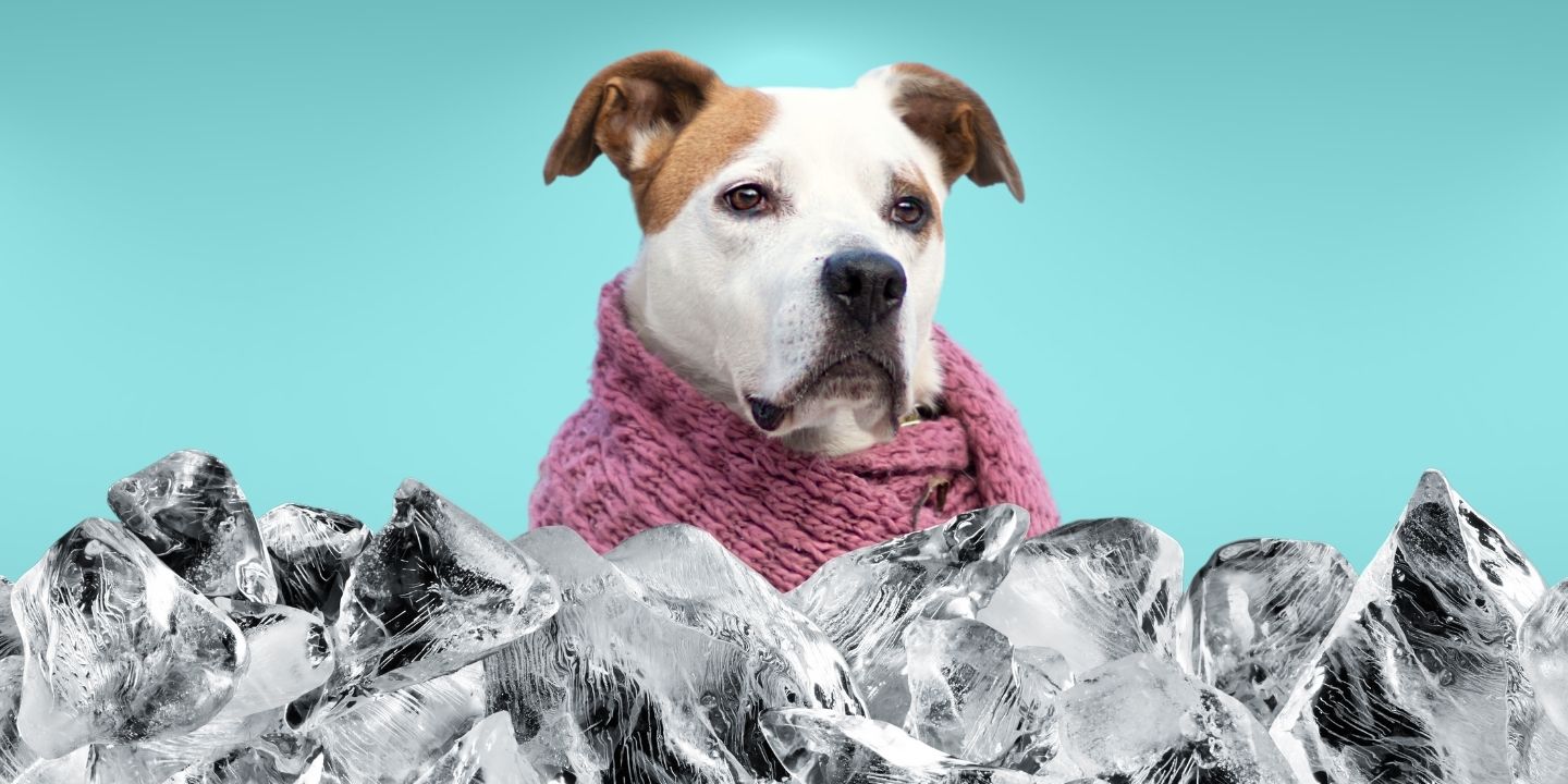 Can Dogs Eat Ice? Everything You Need To Know