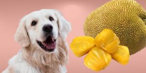 Can Dogs Eat jackfruit?