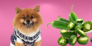 Can Dogs Eat jalapenos?