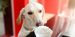 Can Dogs Eat jasmine rice?