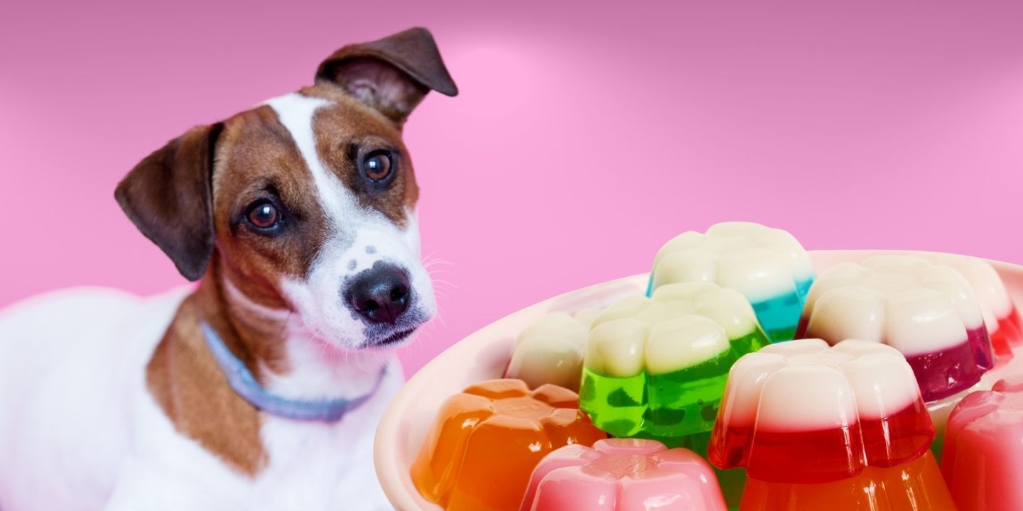 Can Dogs Eat Jelly? The Risks and Dangers