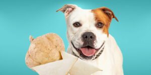 Can Dogs Eat jicama?