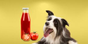 Can Dogs Eat ketchup?