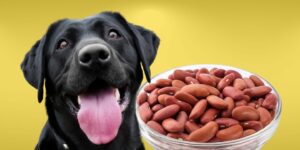 Can Dogs Eat kidney beans?
