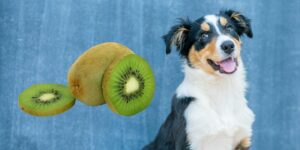 Can Dogs Eat kiwi?