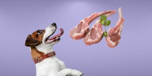 Can Dogs Eat lamb?