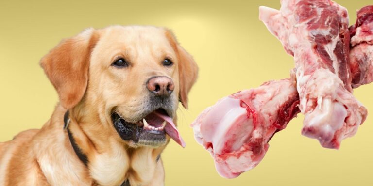 can-dogs-eat-chop-bones-the-dos-and-don-ts