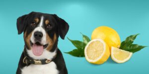 Can Dogs Eat lemons?