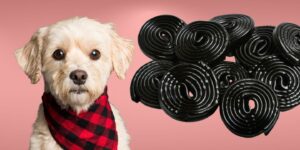 Can Dogs Eat licorice?