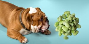 Can Dogs Eat lima beans?