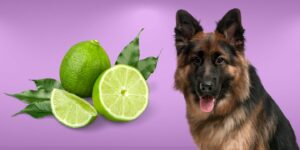 Can Dogs Eat lime?