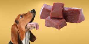 Can Dogs Eat liver?