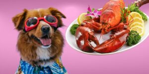 Can Dogs Eat lobster?