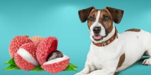 Can Dogs Eat lychee?