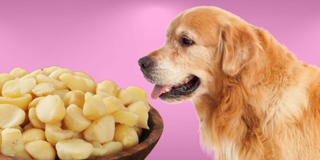 Can Dogs Eat macadamia nuts?