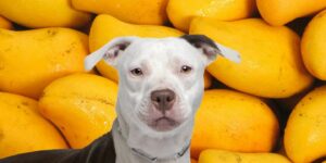 Can Dogs Eat mango skin?