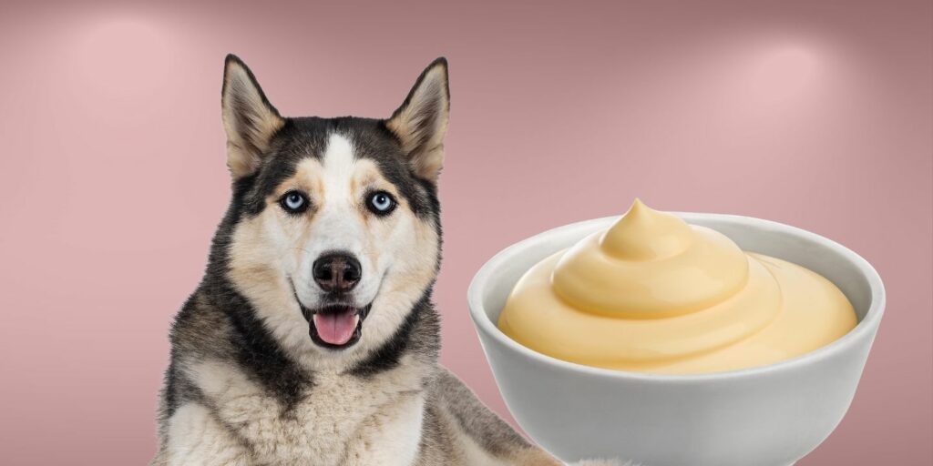 Can Dogs Eat mayo?