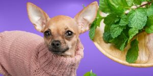 Can Dogs Eat mint?