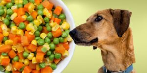 Can Dogs Eat mixed vegetables?