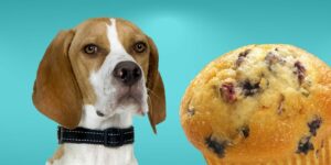 Can Dogs Eat muffins?