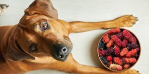 Can Dogs Eat mulberries?