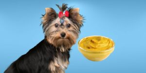 Can Dogs Eat mustard?