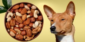 Can Dogs Eat nuts?
